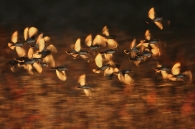 Nome File=scintille-in-volo-micro.jpg
Dimensione File=258KB
Dimensioni=800x531
Data aggiunta=Giu 07, 2009 scintille-in-volo-micro.jpg