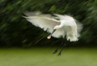Nome File=spatola-in-panning-800.jpg
Dimensione File=225KB
Dimensioni=800x548
Data aggiunta=Lug 13, 2009 spatola-in-panning-800.jpg