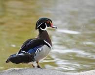 Nome File=duck2.jpg
Dimensione File=228KB
Dimensioni=672x531
Data aggiunta=Apr 04, 2009 duck2.jpg