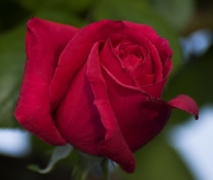 Nome File=rosa2_copia.jpg
Dimensione File=151KB
Dimensioni=1014x860
Data aggiunta=Mag 10, 2009 rosa2_copia.jpg