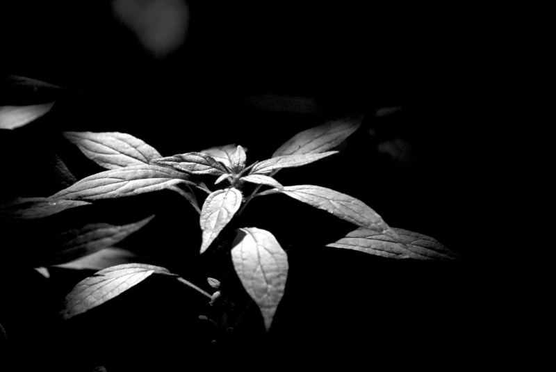 Clicca per l'immagine full size