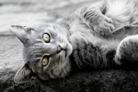 gatto_bw.jpg gatto_bw.jpg