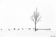 Nome File=Composizione-invernale.jpg
Dimensione File=127KB
Dimensioni=1000x668
Data aggiunta=Gen 21, 2013 Composizione-invernale.jpg