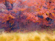 Nome File=L__autunno_nell__aria.jpg
Dimensione File=339KB
Dimensioni=1000x750
Data aggiunta=Ott 29, 2015 L__autunno_nell__aria.jpg