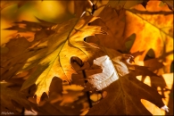 foglie-web.jpg