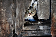 gatto-web.jpg