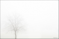 Nome File=pianta-nella-nebbia-web.jpg
Dimensione File=120KB
Dimensioni=800x535
Data aggiunta=Nov 22, 2009 pianta-nella-nebbia-web.jpg