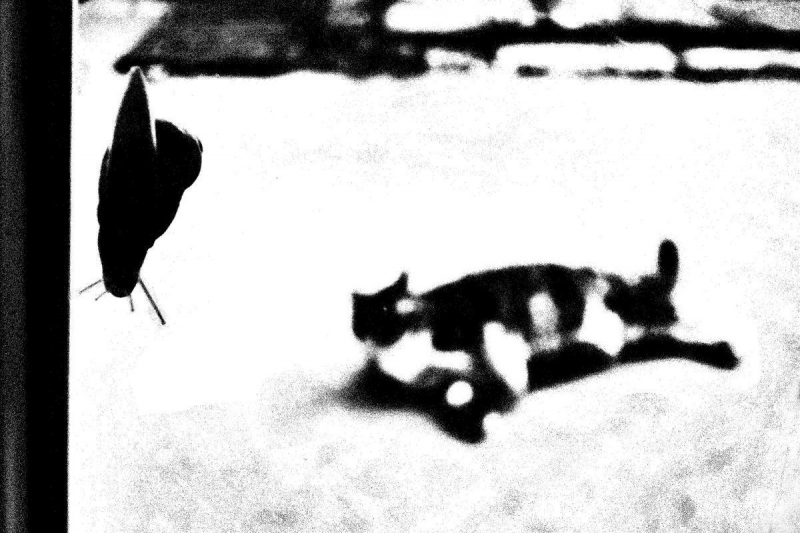 Clicca per l'immagine full size