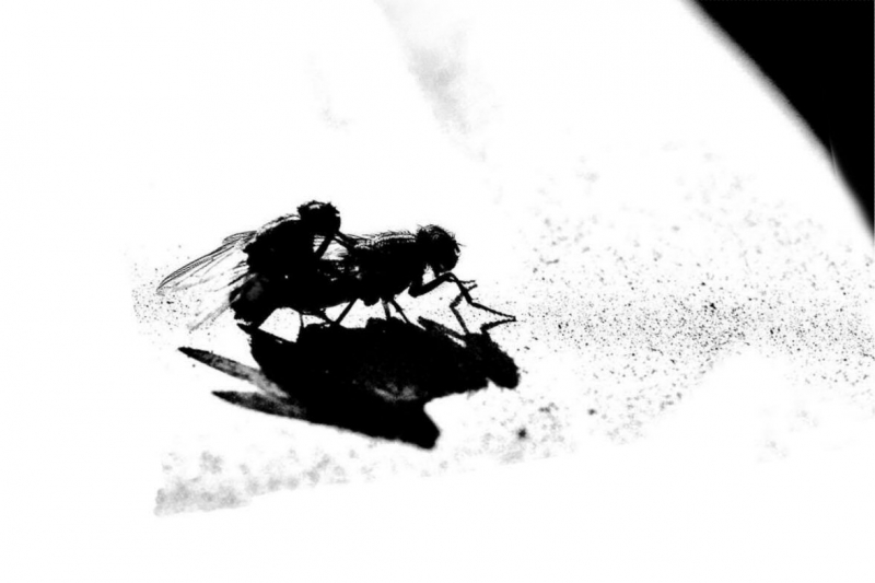 Clicca per l'immagine full size
