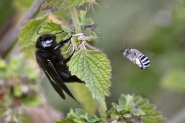 Xylocopa_sp_Amegilla_sp_.JPG
