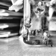 _DSC4745_(2)_frogs_1200.jpg