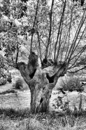 bdrDSC_4310.jpg