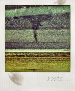 roots___-pola_(2).jpg