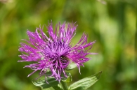 Fiordaliso_unifloro_(Centaura_uniflora).jpg