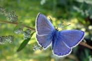 Plebejus_Argus_web.jpg