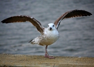Dancing_Seagull.jpg Dancing_Seagull.jpg