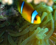 Nome File=nemo.JPG
Dimensione File=40KB
Dimensioni=720x576
Data aggiunta=Mag 03, 2009 nemo.JPG