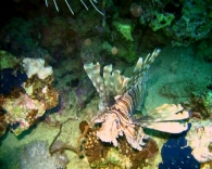Nome File=pesce_scorpione.JPG
Dimensione File=92KB
Dimensioni=720x576
Data aggiunta=Mag 08, 2009 pesce_scorpione.JPG