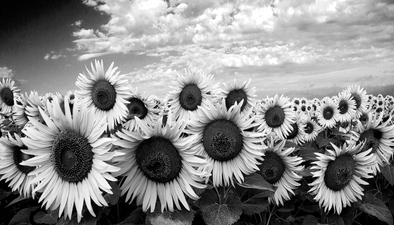 Clicca per l'immagine full size