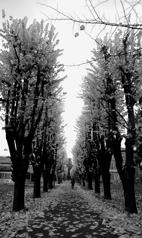 Clicca per l'immagine full size