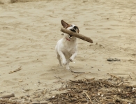 LUNA_SULLA_SPIAGGIA.jpg LUNA_SULLA_SPIAGGIA.jpg