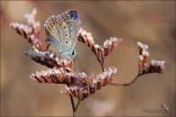 Rosata2_720_Web.jpg Rosata2_720_Web.jpg