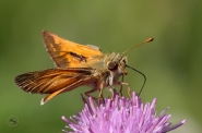 Filename=Tymelicus_720w.jpg
Filesize=195KB
Dimensions=720x478
Date added=Aug 31, 2011 Tymelicus_720w.jpg