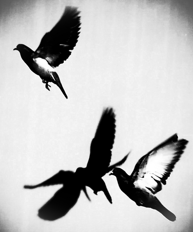 Clicca per l'immagine full size