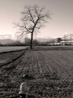 albero.jpg albero.jpg