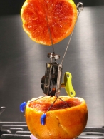 bloody-orange.jpg