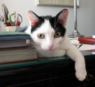 gatto3.JPG gatto3.JPG