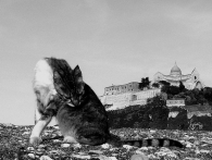 Nome File=gatto_duomo2.JPG
Dimensione File=140KB
Dimensioni=800x607
Data aggiunta=Giu 26, 2009 gatto_duomo2.JPG