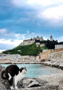 sea-cat.JPG