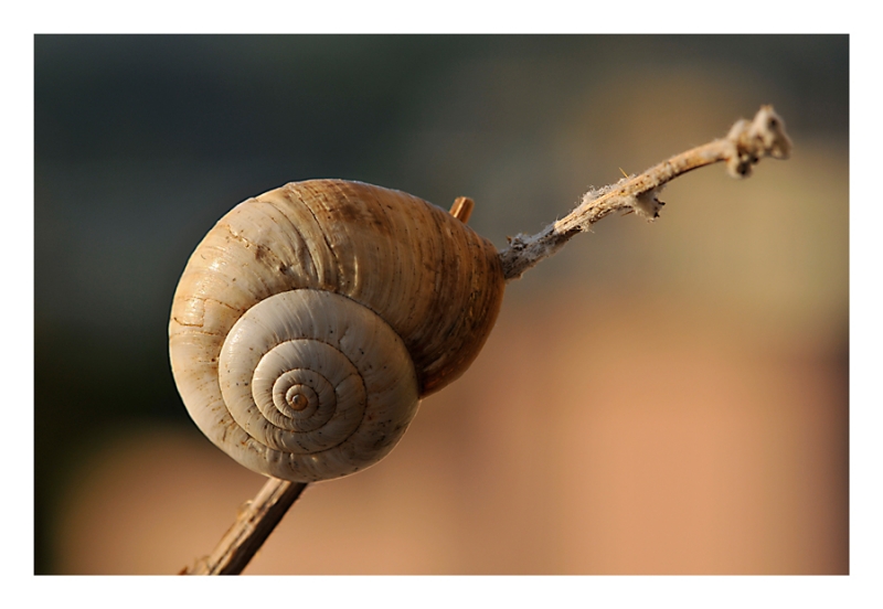 Clicca per l'immagine full size