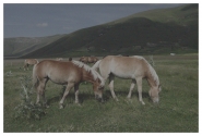 Castelluccio-2010-(17)-copia~0.jpg