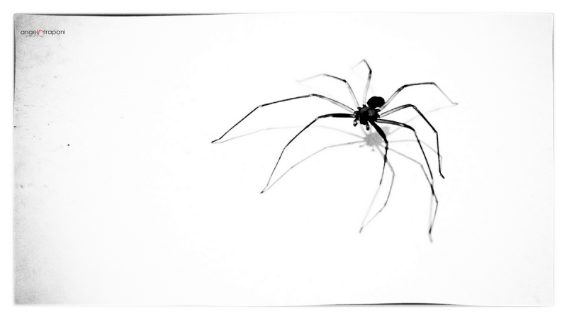 Clicca per l'immagine full size