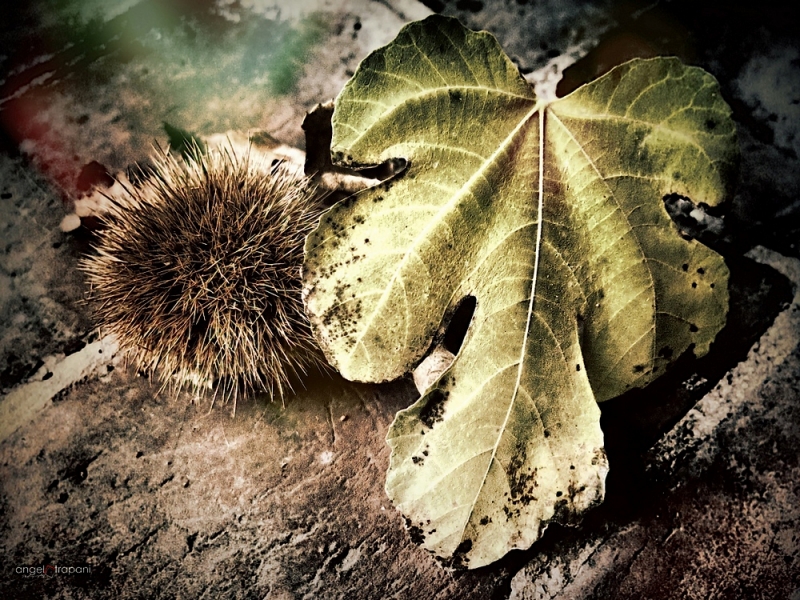 Clicca per l'immagine full size