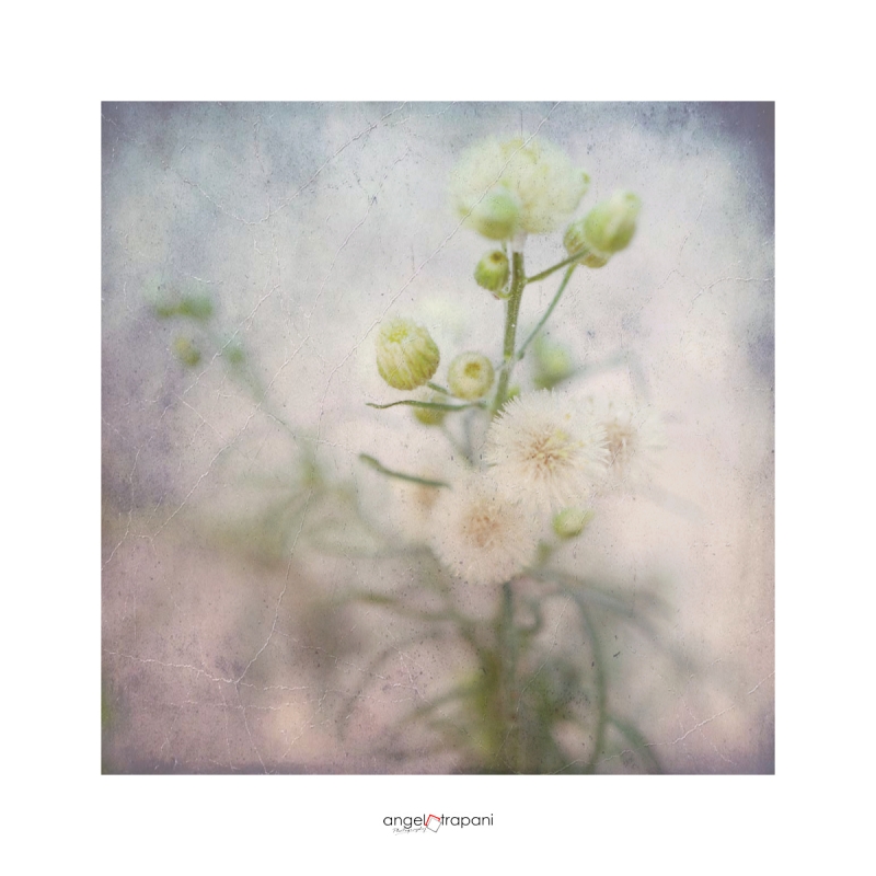 Clicca per l'immagine full size