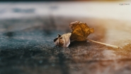 Filename=Autumn_leaf.jpg
Filesize=231KB
Dimensions=1024x576
Date added=Sep 21, 2022 Autumn_leaf.jpg