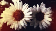 Nome File=Daisy.jpg
Dimensione File=266KB
Dimensioni=1200x675
Data aggiunta=Mag 15, 2016 Daisy.jpg