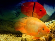 Incontri_ravvicinati_Astronotus_Ocellatus_red_and_orange.jpg