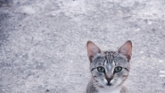 Filename=Miao.jpg
Filesize=414KB
Dimensions=1200x675
Date added=Nov 29, 2023 Miao.jpg