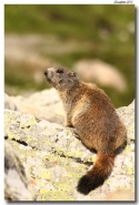 Marmotta_web.jpg