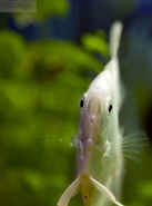 Pesci_angelo_-_Pterophyllum_web.jpg