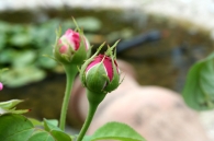 Rose_photo_day_010.jpg