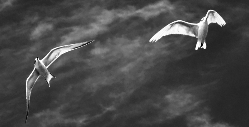 Clicca per l'immagine full size