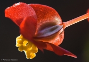 BEGONIA~0.jpg
