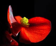 BEGONIA.jpg