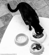 Nome File=CAT.jpg
Dimensione File=316KB
Dimensioni=923x1024
Data aggiunta=Ott 10, 2012 CAT.jpg