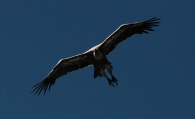 IMG_5338.jpg